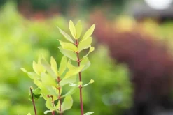 Lonicera caerulea 'kamtschatica' (Blauwe honingbes) fruitplant 60cm