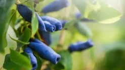 Lonicera caerulea 'kamtschatica' (Blauwe honingbes) fruitplant 60cm
