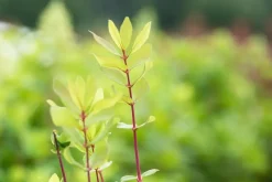Lonicera caerulea 'kamtschatica' (Blauwe honingbes) fruitplant 60cm
