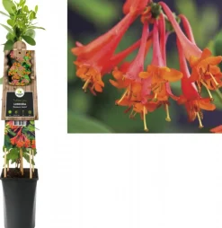 Lonicera 'Dropmore Scarlet' (Kamperfoelie) klimplant