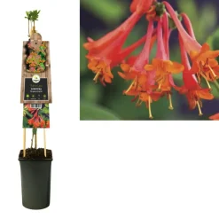 Lonicera 'Dropmore Scarlet' (Kamperfoelie) klimplant