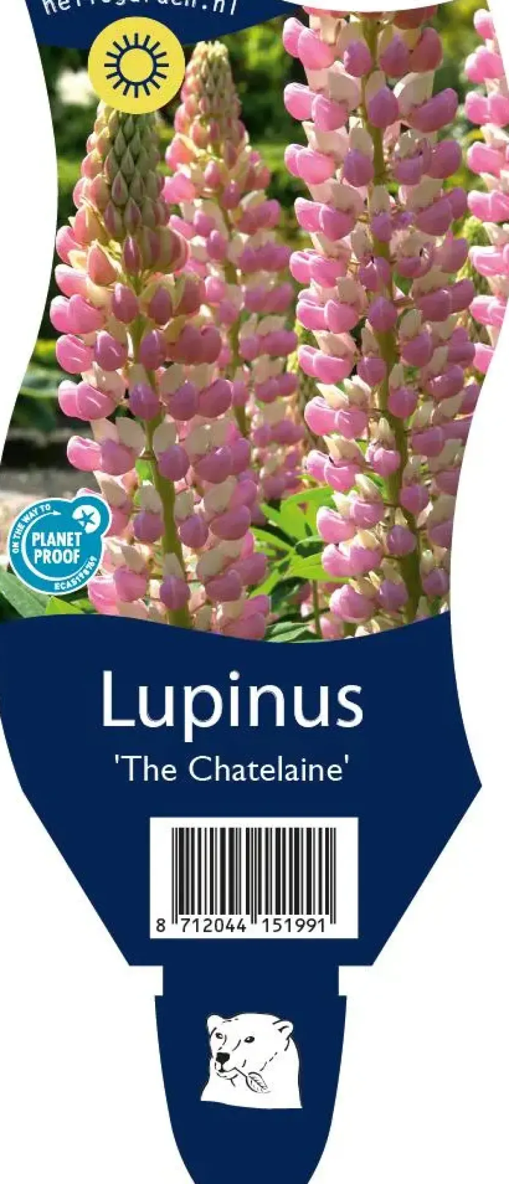Lupinus 'The Chatelaine' (Lupine)