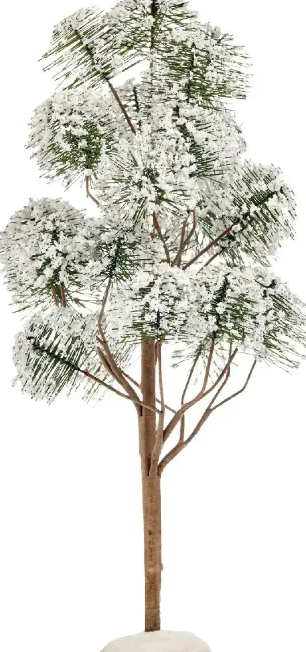 Luville General Mountain pine