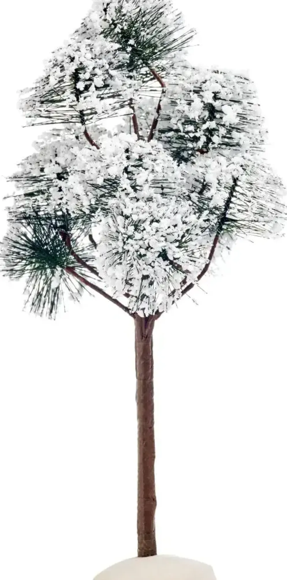 Luville General Mountain pine