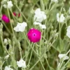 Lychnis coronaria 'Alba' (Prikneus)