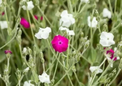 Lychnis coronaria 'Alba' (Prikneus)