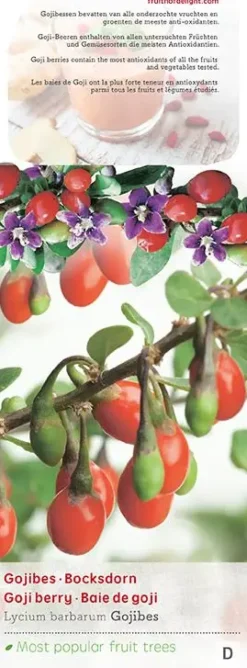 Lycium barbarum (Gojibes) fruitplant 60cm