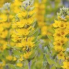 Lysimachia vulgaris (Grote wederik)