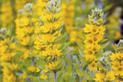 Lysimachia vulgaris (Grote wederik)