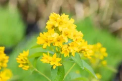 Lysimachia vulgaris (Grote wederik)