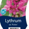 Lythrum (Kattestaart)