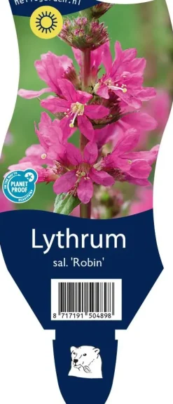 Lythrum (Kattestaart)