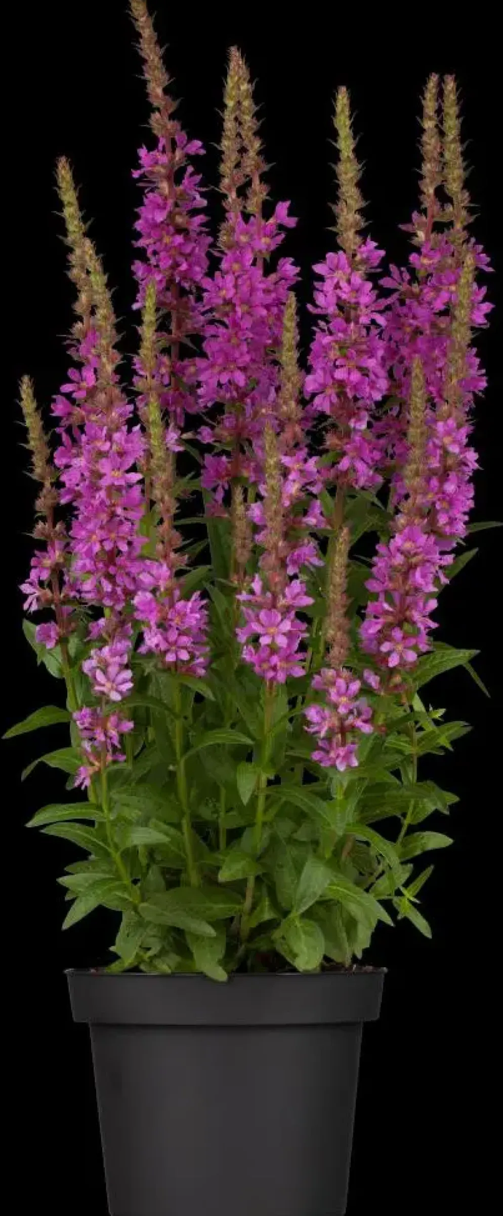 Lythrum (Kattestaart)