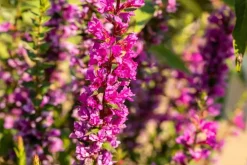 Lythrum (Kattestaart)