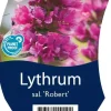 Lythrum salicaria 'Robert' (Kattestaart)
