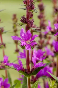 Lythrum salicaria 'Robert' (Kattestaart)
