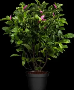Magnolia liliiflora 'Susan' (Beverboom 'Susan')