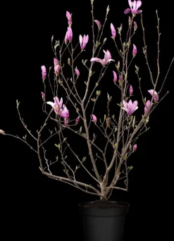 Magnolia liliiflora 'Susan' (Beverboom 'Susan')