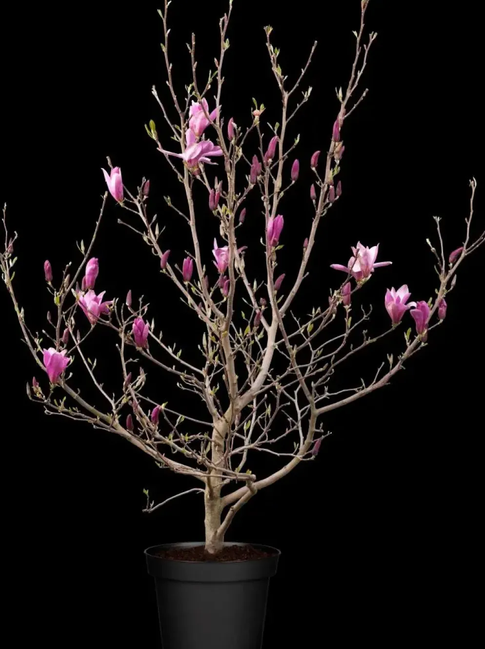 Magnolia liliiflora 'Susan' (Beverboom 'Susan')