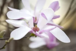 Magnolia liliiflora 'Susan' (Beverboom 'Susan')