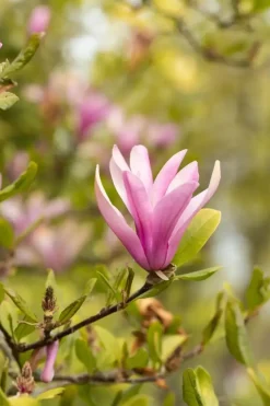 Magnolia liliiflora 'Susan' (Beverboom 'Susan')