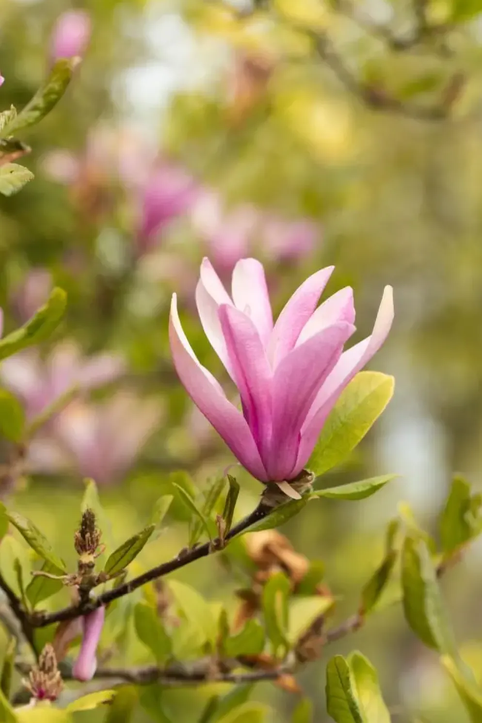 Magnolia liliiflora 'Susan' (Beverboom 'Susan')