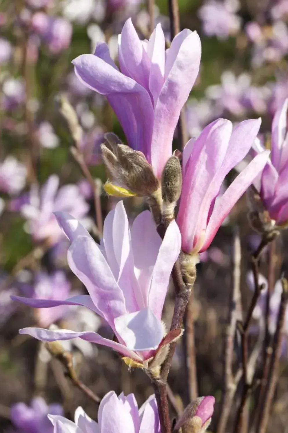 Magnolia liliiflora 'Susan' (Beverboom 'Susan')
