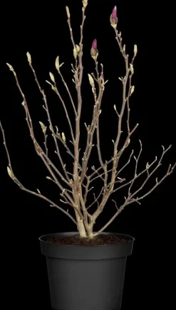 Magnolia liliiflora 'Susan' (Beverboom 'Susan')