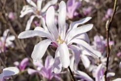 Magnolia liliiflora 'Susan' (Beverboom 'Susan')