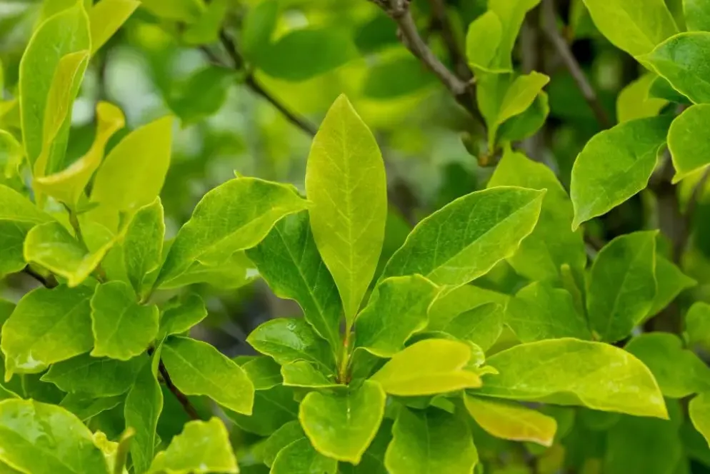 Magnolia liliiflora 'Susan' (Beverboom 'Susan')