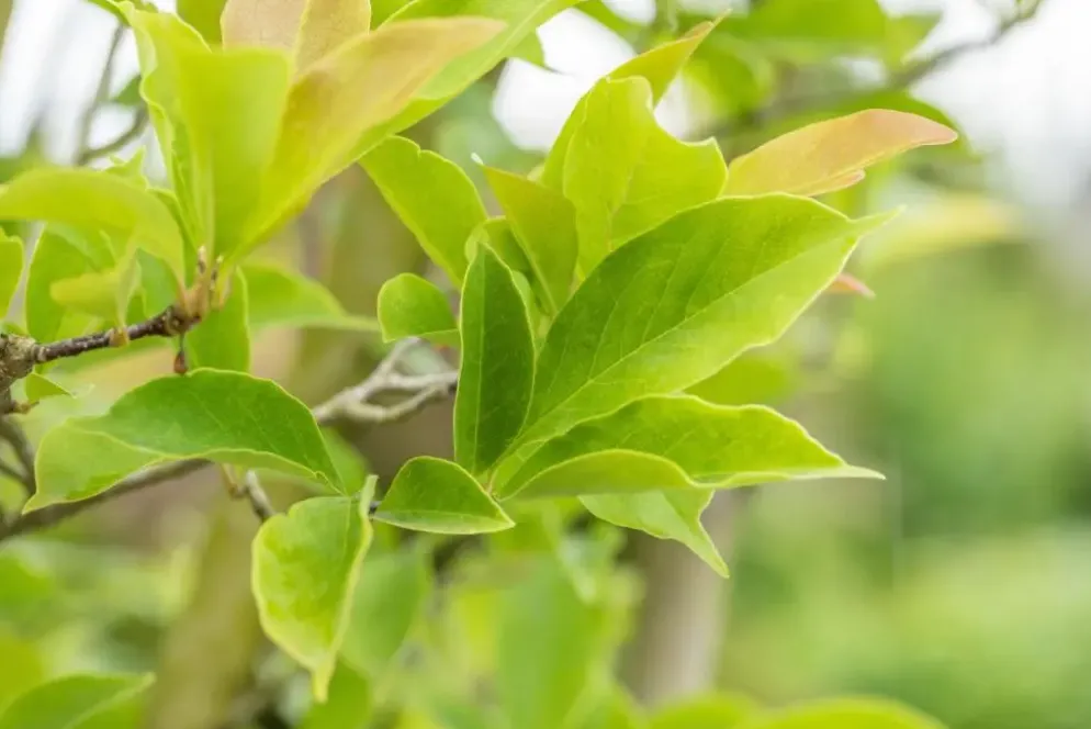 Magnolia liliiflora 'Susan' (Beverboom 'Susan')