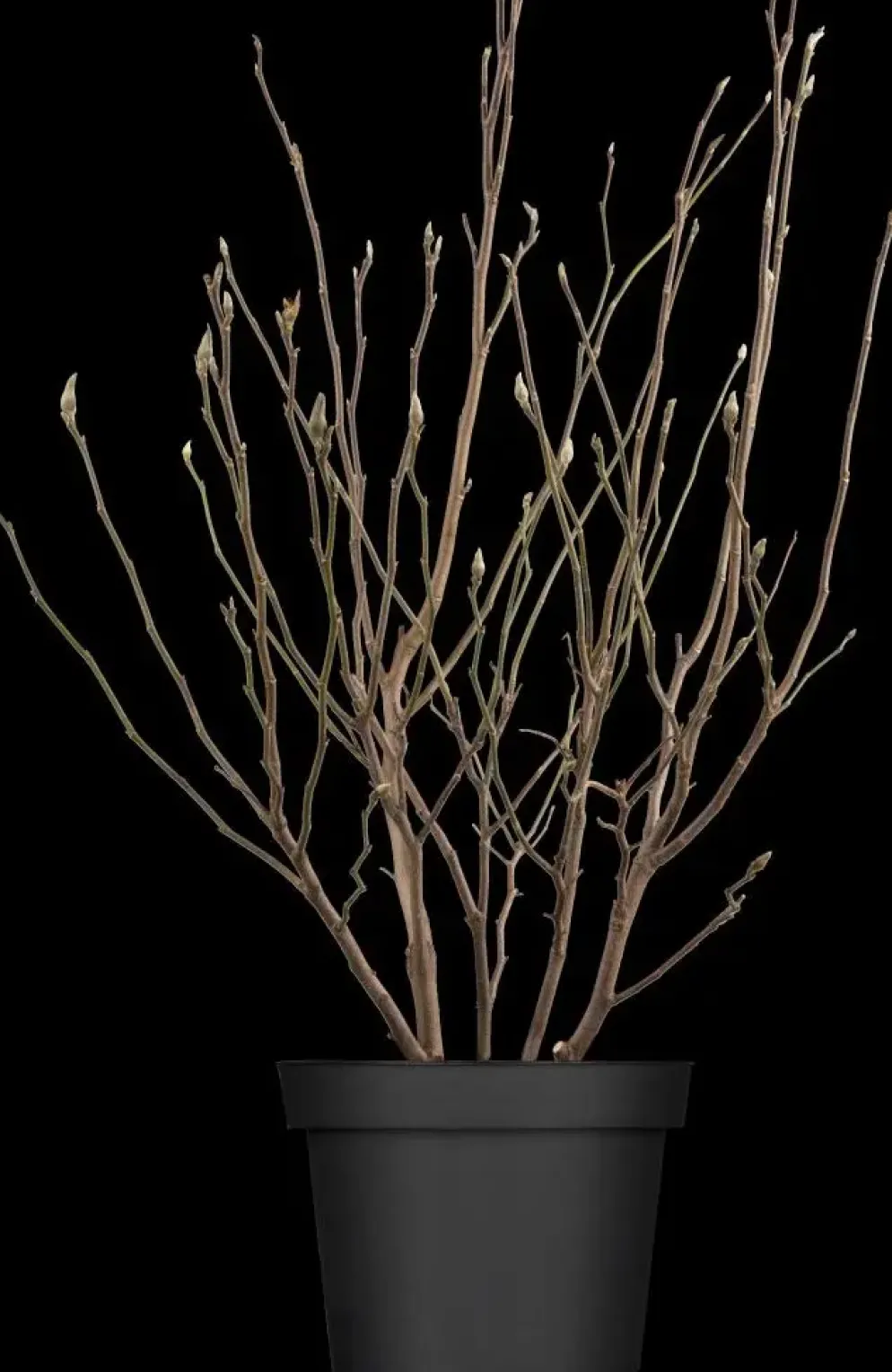 Magnolia liliiflora 'Susan' (Beverboom 'Susan')