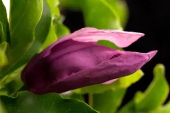 Magnolia liliiflora 'Susan' (Beverboom 'Susan')