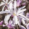 Magnolia liliiflora 'Susan' (Beverboom 'Susan')