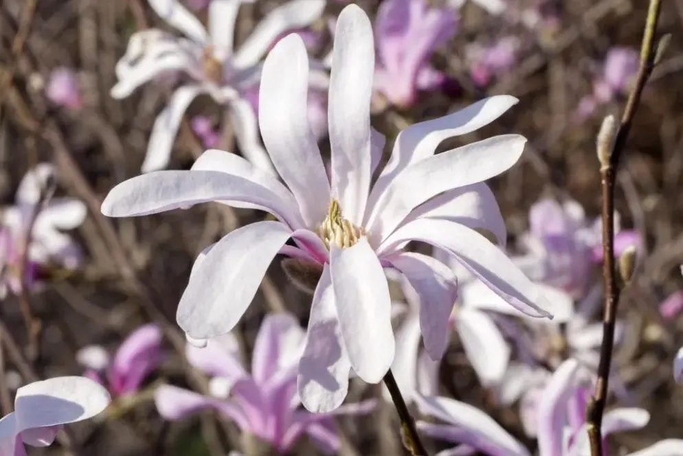 Magnolia liliiflora 'Susan' (Beverboom 'Susan')