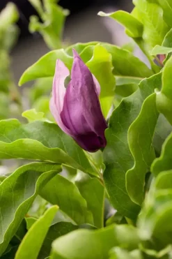Magnolia liliiflora 'Susan' (Beverboom 'Susan')