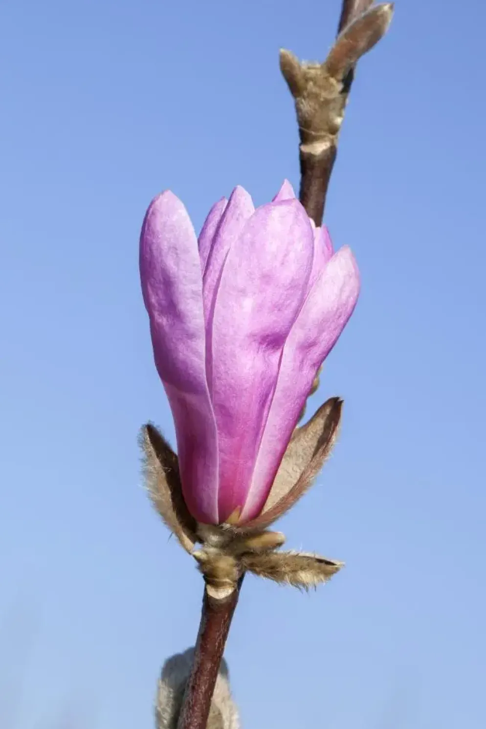 Magnolia liliiflora 'Susan' (Beverboom 'Susan')