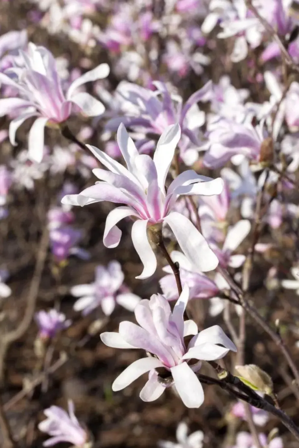 Magnolia liliiflora 'Susan' (Beverboom 'Susan')