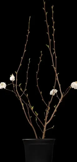 Magnolia stellata (Beverboom)