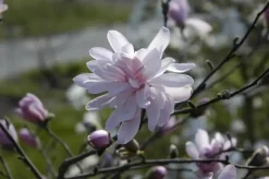 Magnolia stellata 'George Henry Kern' (Beverboom 'George Henry Kern')
