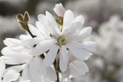 Magnolia stellata 'Royal Star' (Beverboom 'Royal Star')