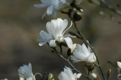 Magnolia stellata 'Royal Star' (Beverboom 'Royal Star')