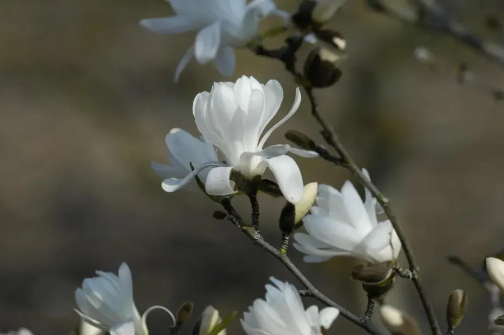 Magnolia stellata 'Royal Star' (Beverboom 'Royal Star')
