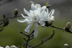 Magnolia stellata 'Royal Star' (Beverboom 'Royal Star')