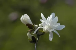 Magnolia stellata 'Royal Star' (Beverboom 'Royal Star')