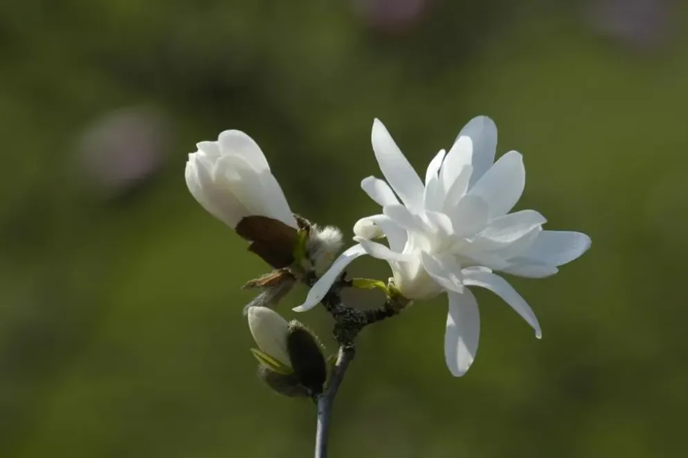 Magnolia stellata 'Royal Star' (Beverboom 'Royal Star')