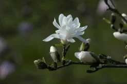 Magnolia stellata 'Royal Star' (Beverboom 'Royal Star')