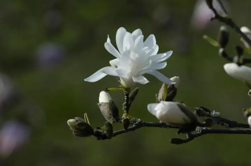 Magnolia stellata 'Royal Star' (Beverboom 'Royal Star')