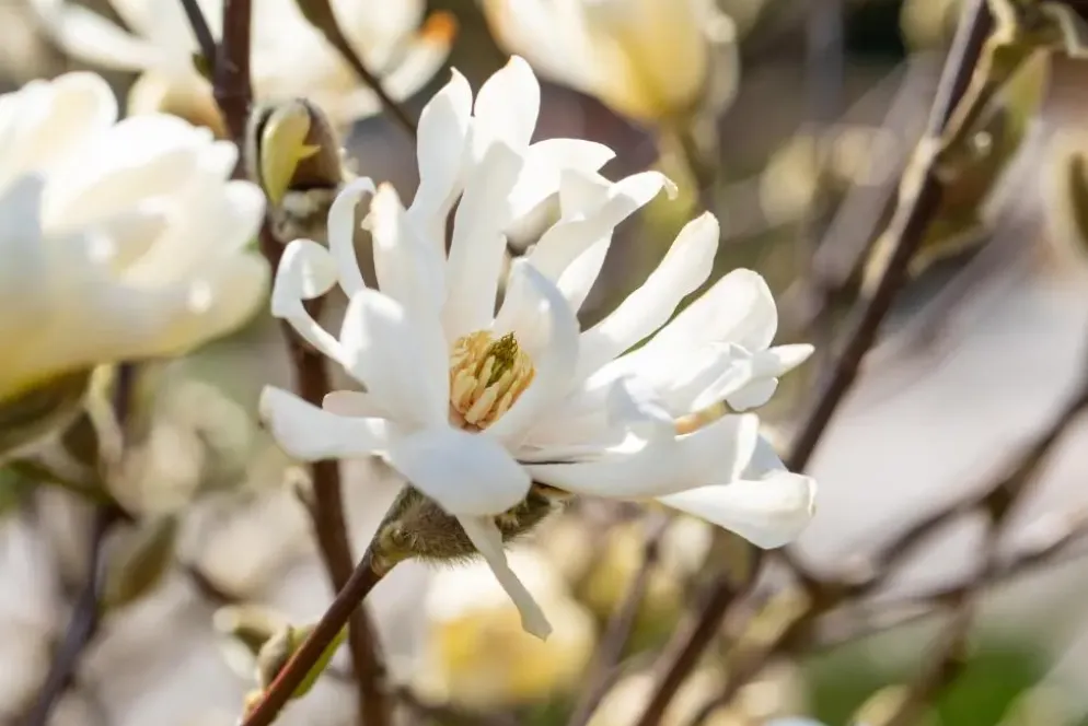Magnolia stellata 'Royal Star' (Beverboom 'Royal Star')