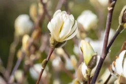 Magnolia stellata 'Royal Star' (Beverboom 'Royal Star')